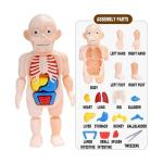 Montessori Science DIY 3D Anatomy Learning Assembly Human Organ Model Toys, Human Body Part Educational Toy, Human Body Toy