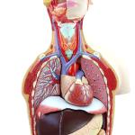 Medical 85CM Anatomical Model of Human Organ System