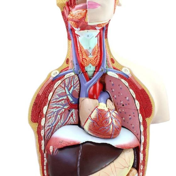 Medical 85CM Anatomical Model of Human Organ System