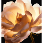 Dior Flower Secret Rose Essential Cream