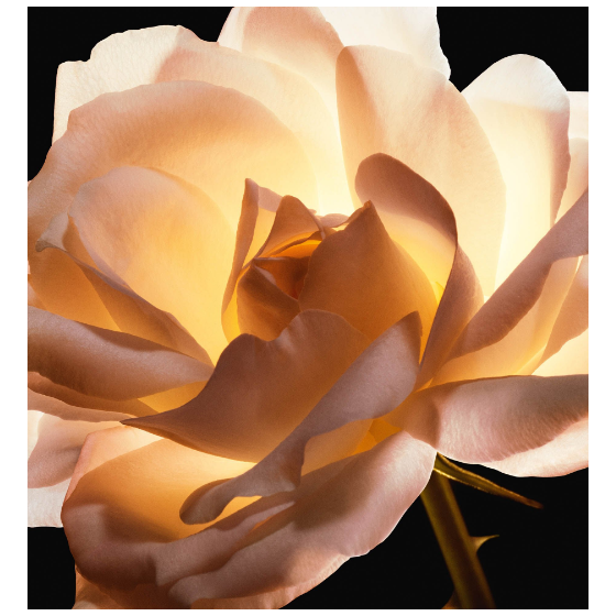 Dior Flower Secret Rose Essential Cream